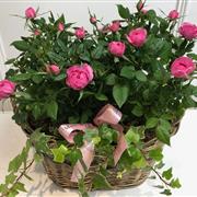 Rose garden Mariannes Flowers Florist Isle of Man